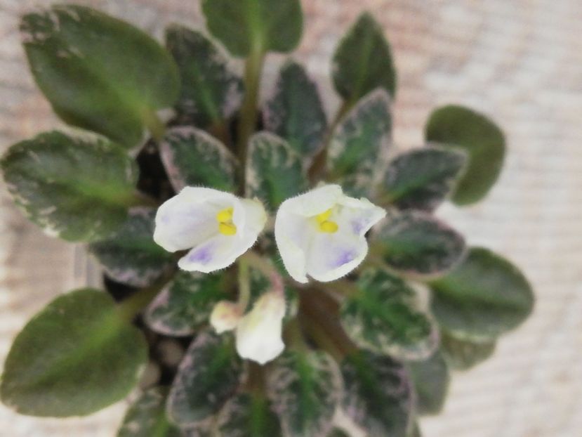 12 nov - N Lesnoy Rodnik