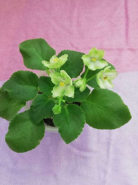 4 nov - N Liagushonok