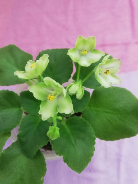 4 nov - N Liagushonok