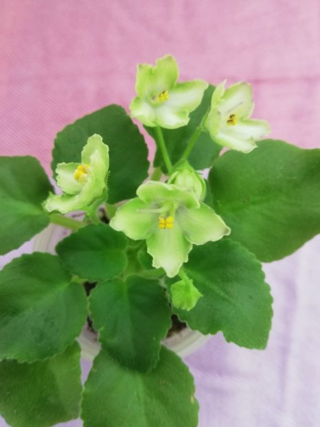 4 nov - N Liagushonok