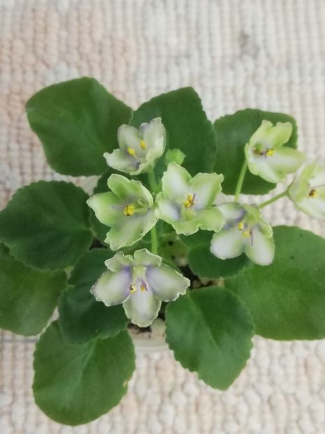 12 nov - N Liagushonok