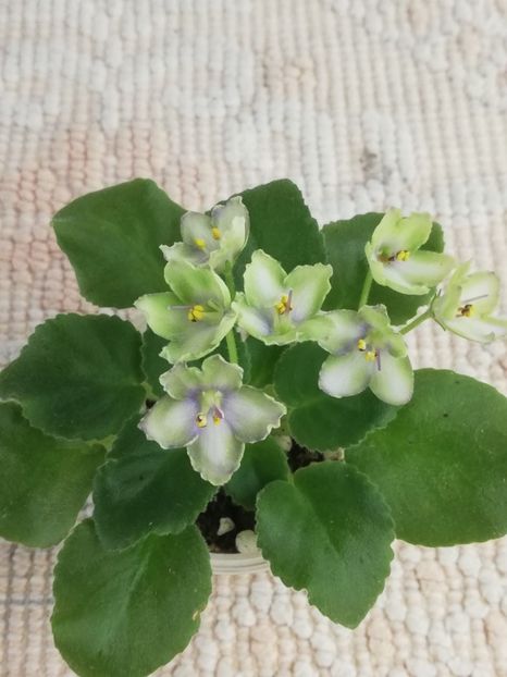 12 nov - N Liagushonok