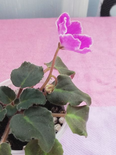 4 nov - N Sa Liubovj!!