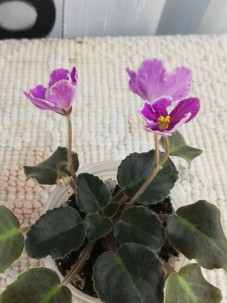 12 nov - N Sa Liubovj!!