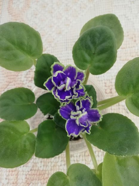 18 nov - ND Bosfor Vostochnyy