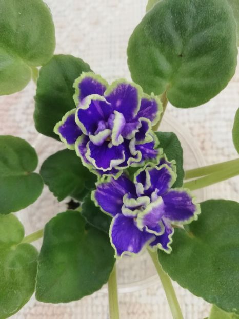 18 nov - ND Bosfor Vostochnyy