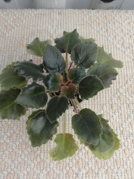 12 nov - NK Dusha Moya