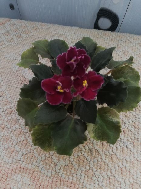 25 nov - NK Dusha Moya