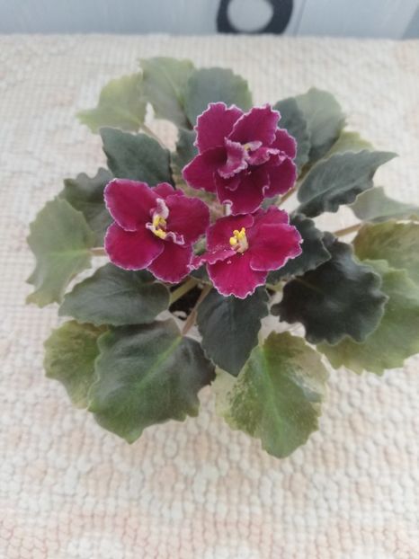 25 nov - NK Dusha Moya