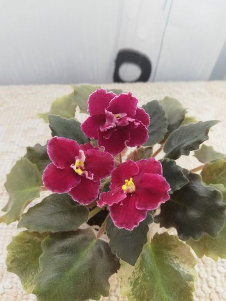 25 nov - NK Dusha Moya