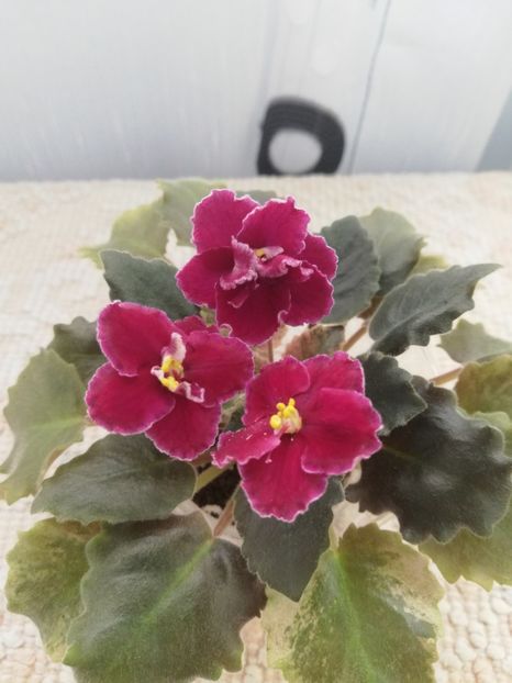 25 nov - NK Dusha Moya