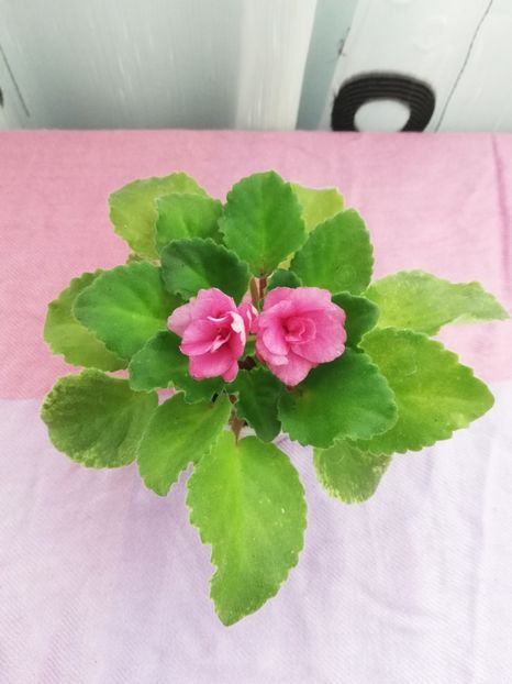 4 nov - NK Klubnichick Kapkeick