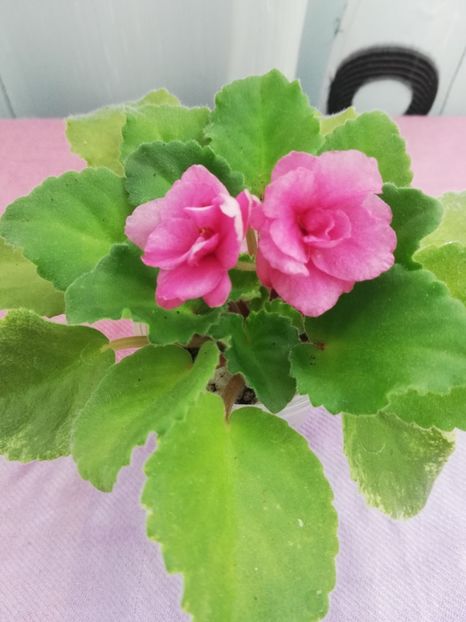 4 nov - NK Klubnichick Kapkeick