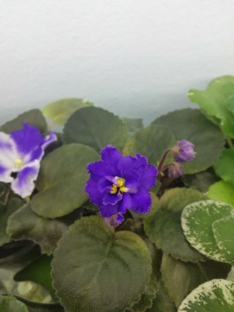 24 nov - NK Sredizemnoye More