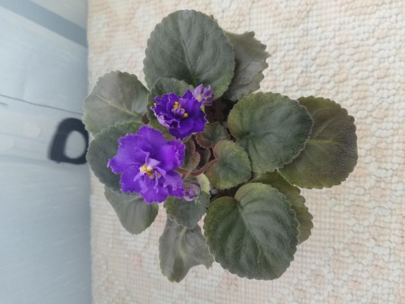 25 nov - NK Sredizemnoye More