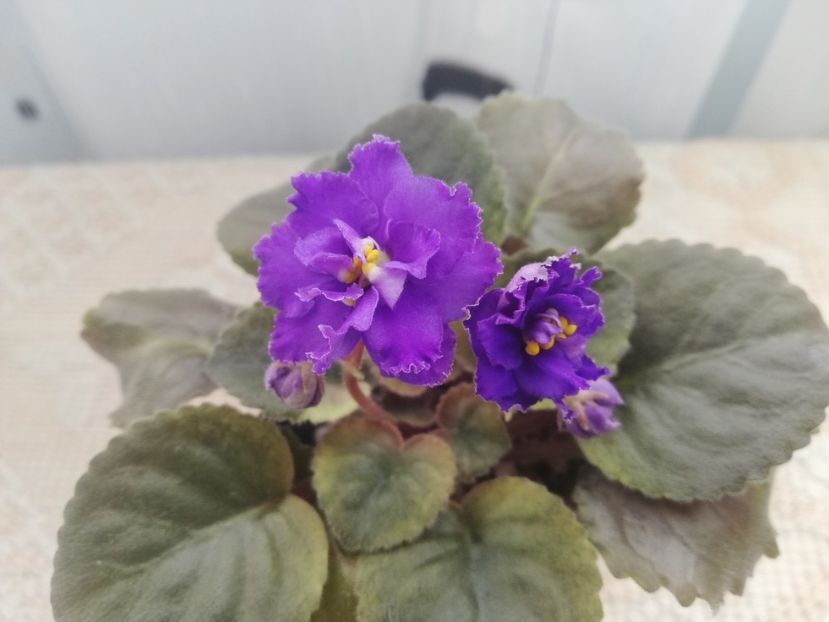 25 nov - NK Sredizemnoye More