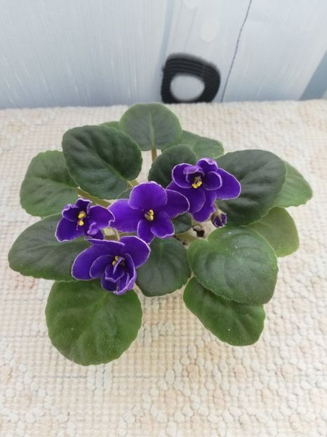 25 nov - NK Voloshkove Pole