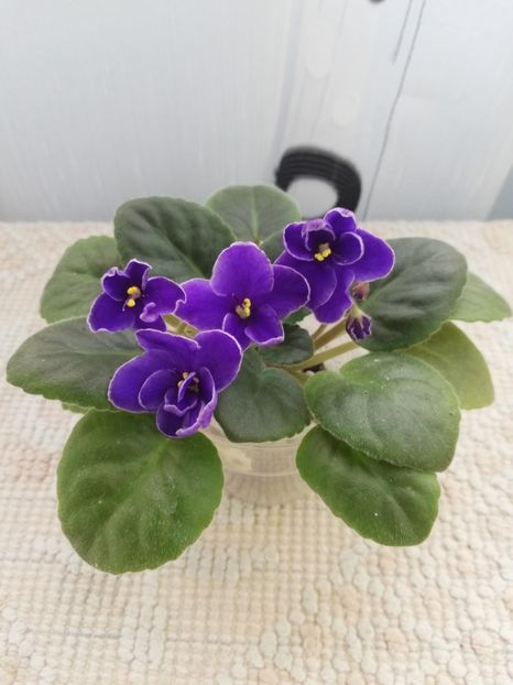 25 nov - NK Voloshkove Pole