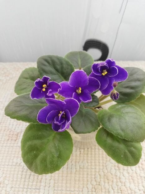 25 nov - NK Voloshkove Pole