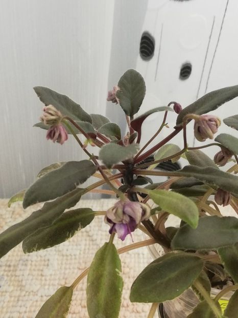 18 nov - Senk s Azalea Trail