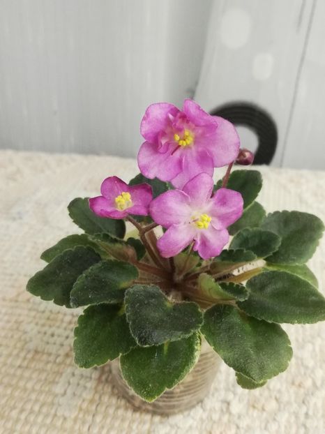 18 nov - Snuggles Lady Dawn