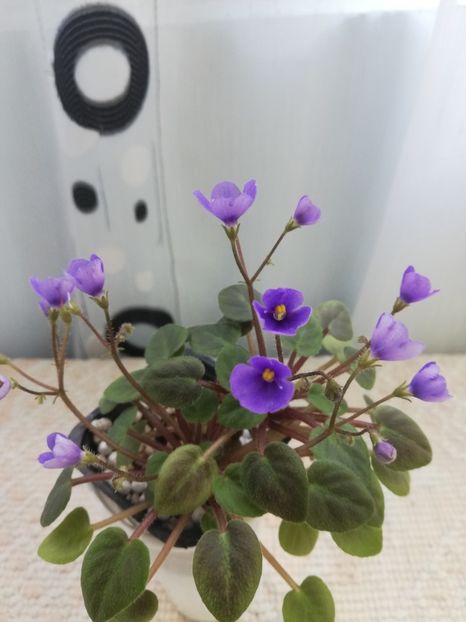 29 iun - ZZ Tiny Wood Trail