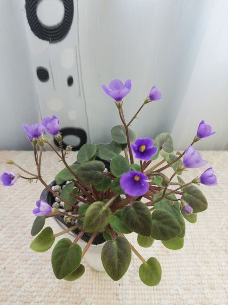 29 iun - ZZ Tiny Wood Trail