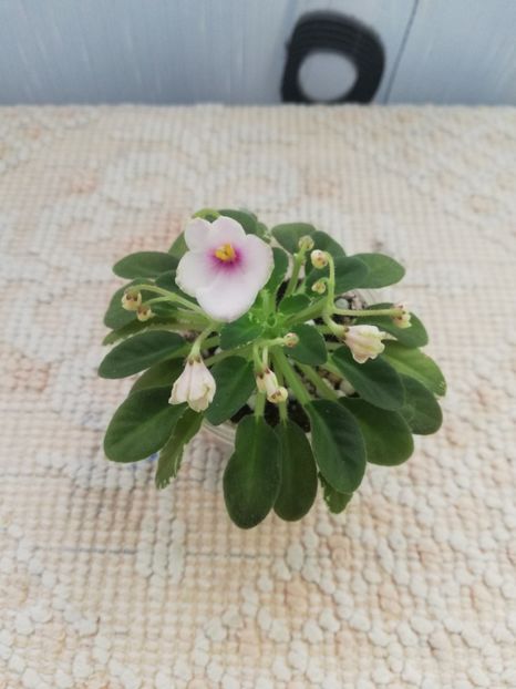 25 nov - Two W Sandellen