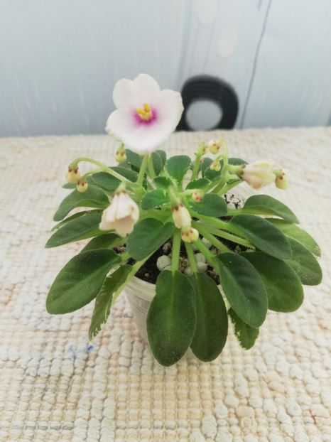 25 nov - Two W Sandellen