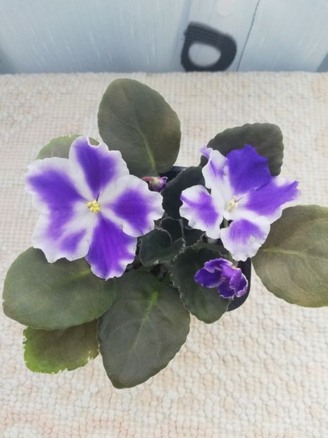 25 nov - VaT Utro sport