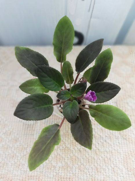 25 nov - VaT Aromat Glitsiniy