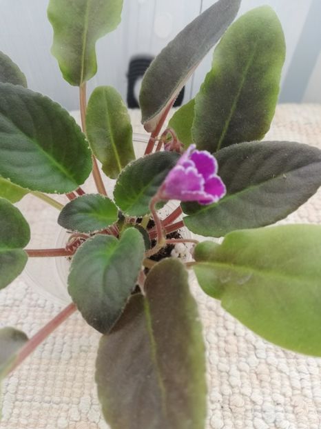 25 nov - VaT Aromat Glitsiniy