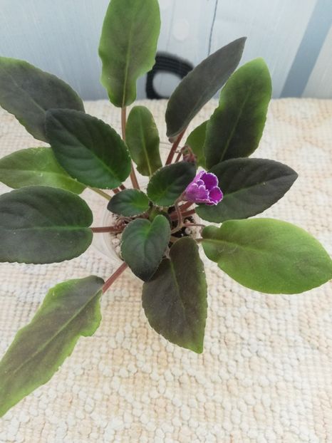 25 nov - VaT Aromat Glitsiniy