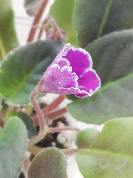 25 nov - VaT Aromat Glitsiniy