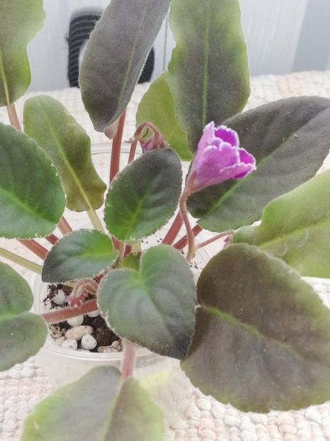 25 nov - VaT Aromat Glitsiniy