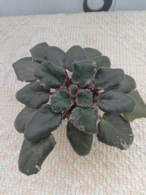 25 nov - Sonoma Look Twice