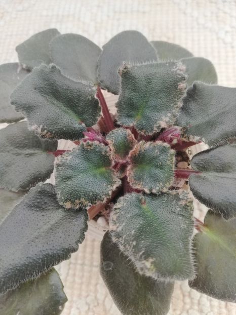 25 nov - Sonoma Look Twice