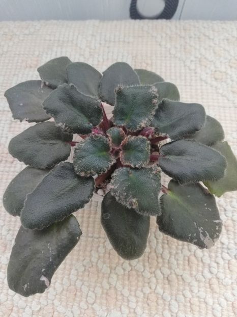 25 nov - Sonoma Look Twice