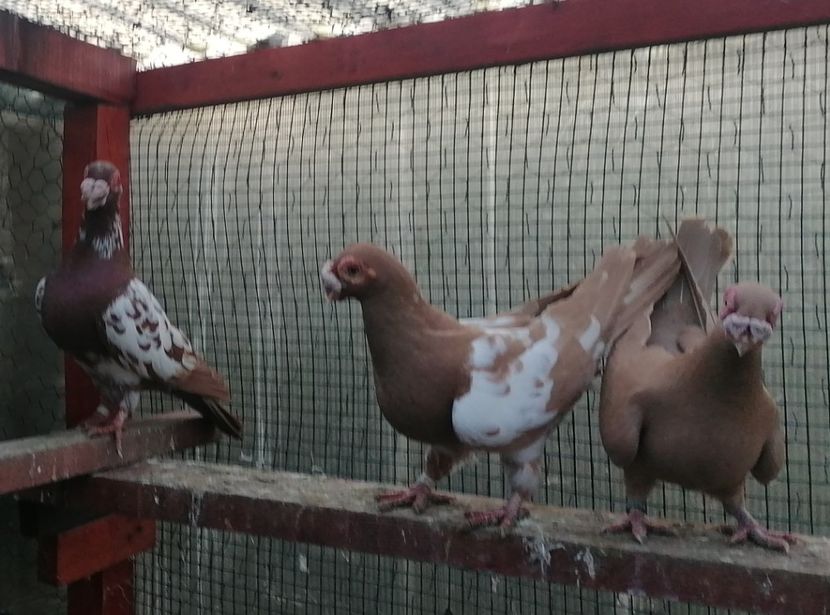 M - 2F - Carunculați 2022