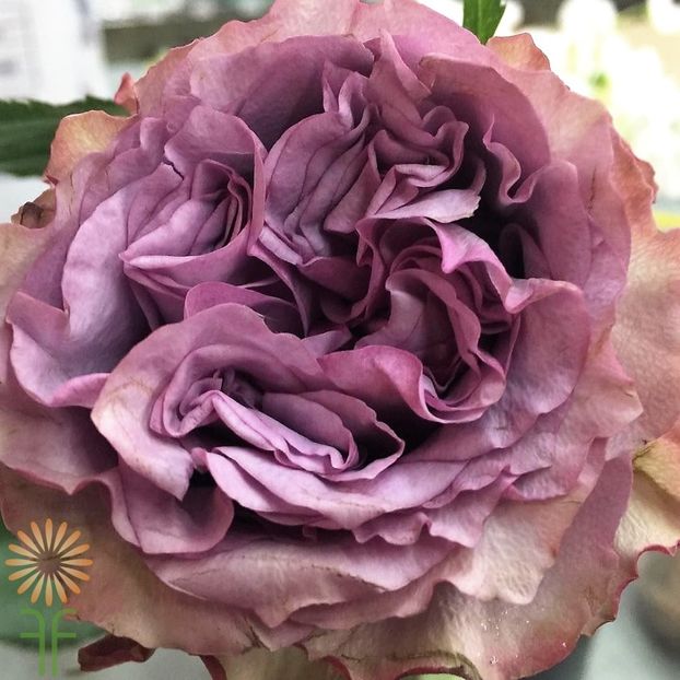 lavender-roses-wedding-dolcetto-antiqued - Noutăți primăvara 2023
