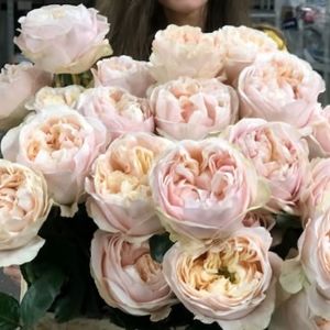 Rose-Unforgettable-70cm - Noutăți primăvara 2023