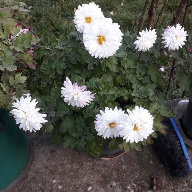 Nov.2022 - CRIZANTEME