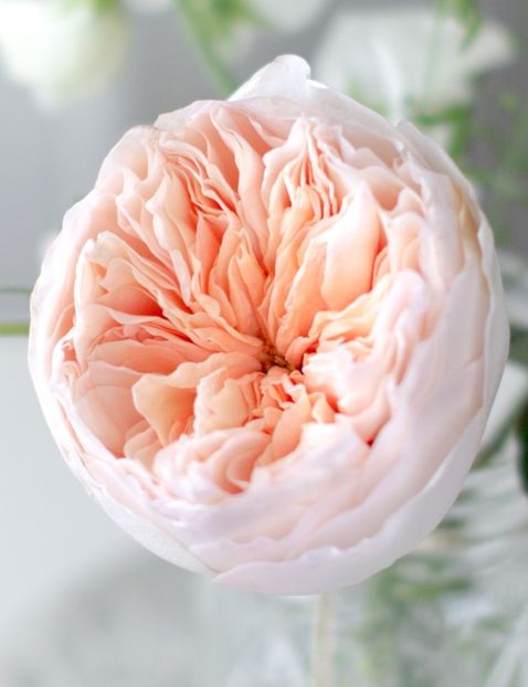david-austin-juliet-rose-open-bloom - Noutăți primăvara 2023