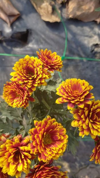received_1095980614400216 - Specialități crizanteme 2922