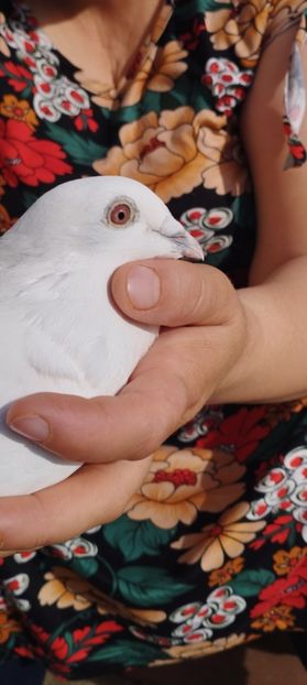 - Specialități crizanteme 2922
