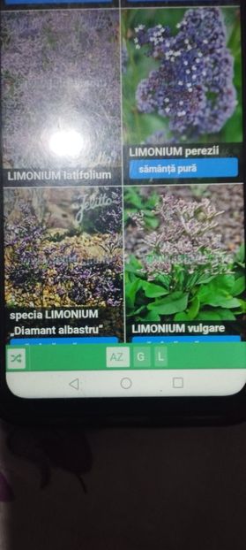  - Specialități crizanteme 2922