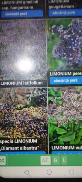  - Specialități crizanteme 2922