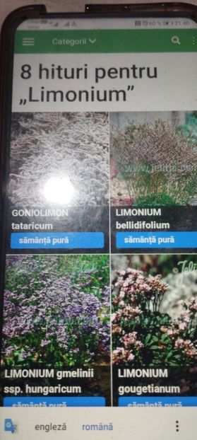  - Specialități crizanteme 2922
