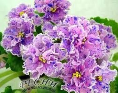 Poza net o - Rs Arlekino