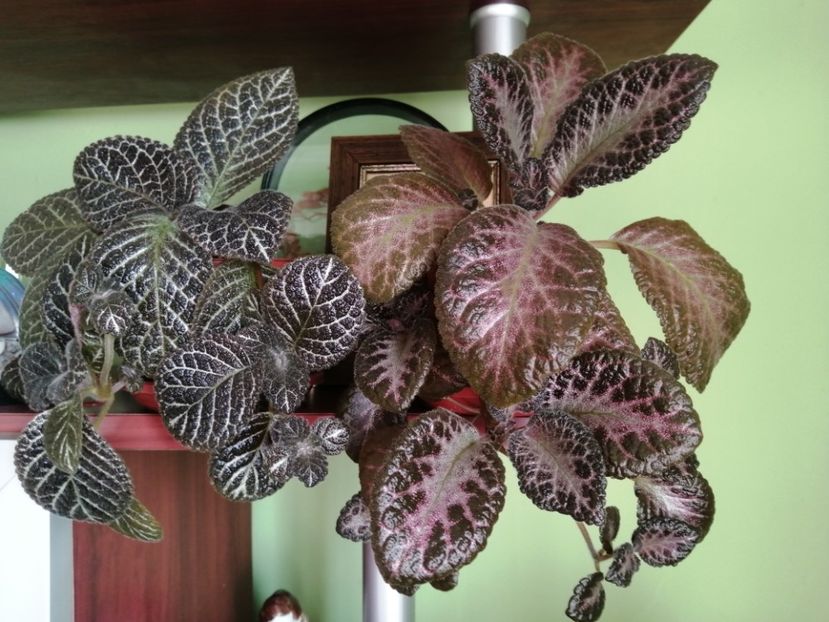  - EPISCIA